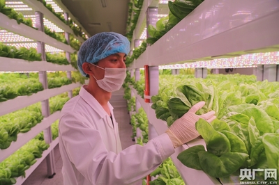 中科院與福建三安合力打造全球最大植物工廠 知識產(chǎn)權(quán)服務(wù)的戰(zhàn)略支撐